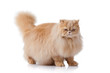persian cat isolated on white. Persian cat portrait persian cat isolated on white. Persian cat portrait