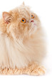persian cat isolated on white. Persian cat portrait persian cat isolated on white. Persian cat portrait