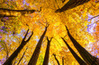 Beech forest