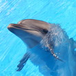Stock Picture of a Dolphin - Stock Pictures Photos Images Pics