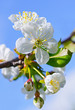 White flowers on a blossoming cherry-tree