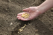 Agricultural concept soybeans in hand and field Agricultural concept soybeans in hand and field