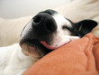 Sleeping dog 1