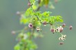 アケビの花
