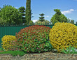 forsythia et photinia taliié en boule