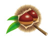 chestnut