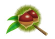 chestnut