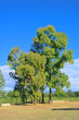 Eukalyptus - eucalyptus 12