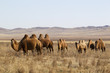 Bactrian camels in Mongolian steppes, Central Mongolia Bactrian camels in Mongolian steppes, Central Mongolia