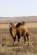 Bactrian camels in Mongolian steppes, Central Mongolia