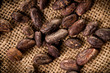 cocoa beans on burlap background cocoa beans on burlap background