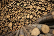 Sunny timber