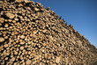 Spruce timber logs