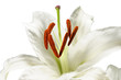 Madonna lily 百合