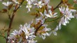 Kupferfelsenbirne Pralina Bluete vid 03