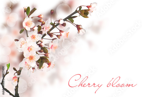 Photo: Cherry blossoms in bloom Cherry blossoms in bloom
