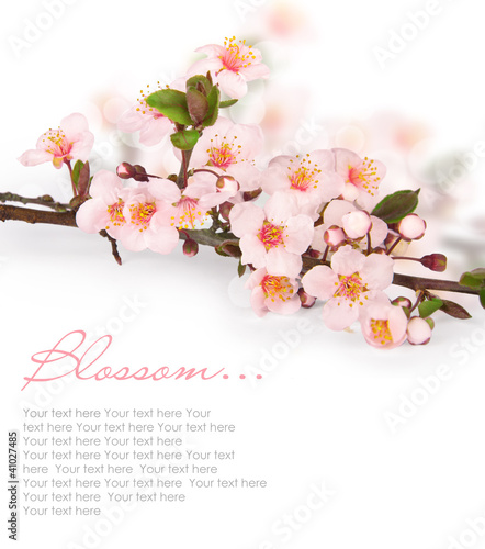 Photo: Cherry blossoms in bloom Cherry blossoms in bloom
