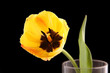 yellow tulip on a black background yellow tulip on a black background