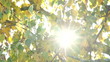 Trembling autumnal leaves with sunbeams shining through