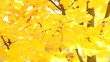 Trembling yellow maple leaves