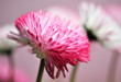 bellis flower