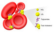 Illustration of total cholesterol in the blood Illustration of total cholesterol in the blood