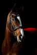 Horse on black background