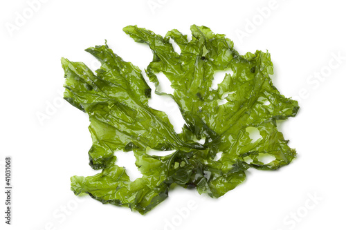Photo: Leaf of Sea lettuce Leaf of Sea lettuce