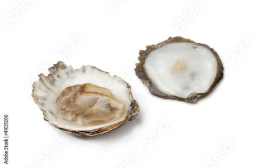 Photo: Open European flat oyster Open European flat oyster