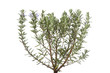 Twigs of fresh blooming rosemary