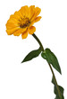Flower Zinnia isolated