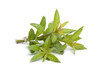 Fresh vervain bouquet