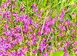wild flowers