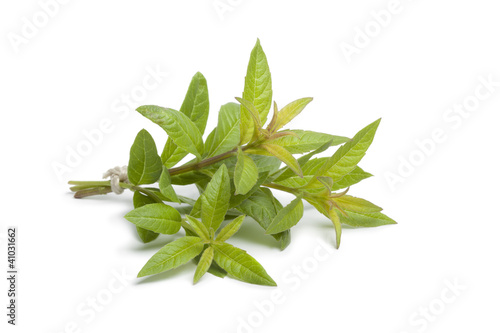 Photo: Fresh vervain bouquet Fresh vervain bouquet