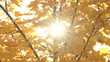 Autumn leaves on swaying branches with sunbeams shining through