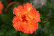Chinese hibiscus