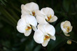 Orchids