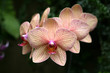 Orchids