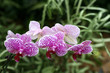 Orchids