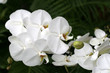 Orchids