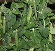 Vegetable Pea Pods Growing on the Plant.