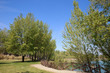 Primavera ai Renai, Signa