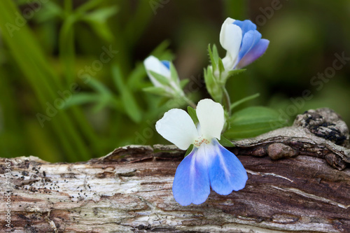 Photo: Blue-Eyed Mary Blue-Eyed Mary
