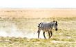 Zebra in Kenya Zebra in Kenya