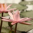 detail of pink lotus