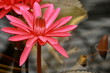 detail of red water lily