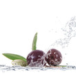 olive splash