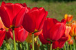 Frühlingsboten