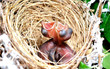 newborn baby birds in nest newborn baby birds in nest