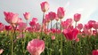 Video: Pink Tulips in Wooden Shoe Farm in Oregon 1080p Panning Pink Tulips in Wooden Shoe Farm in Oregon 1080p Panning